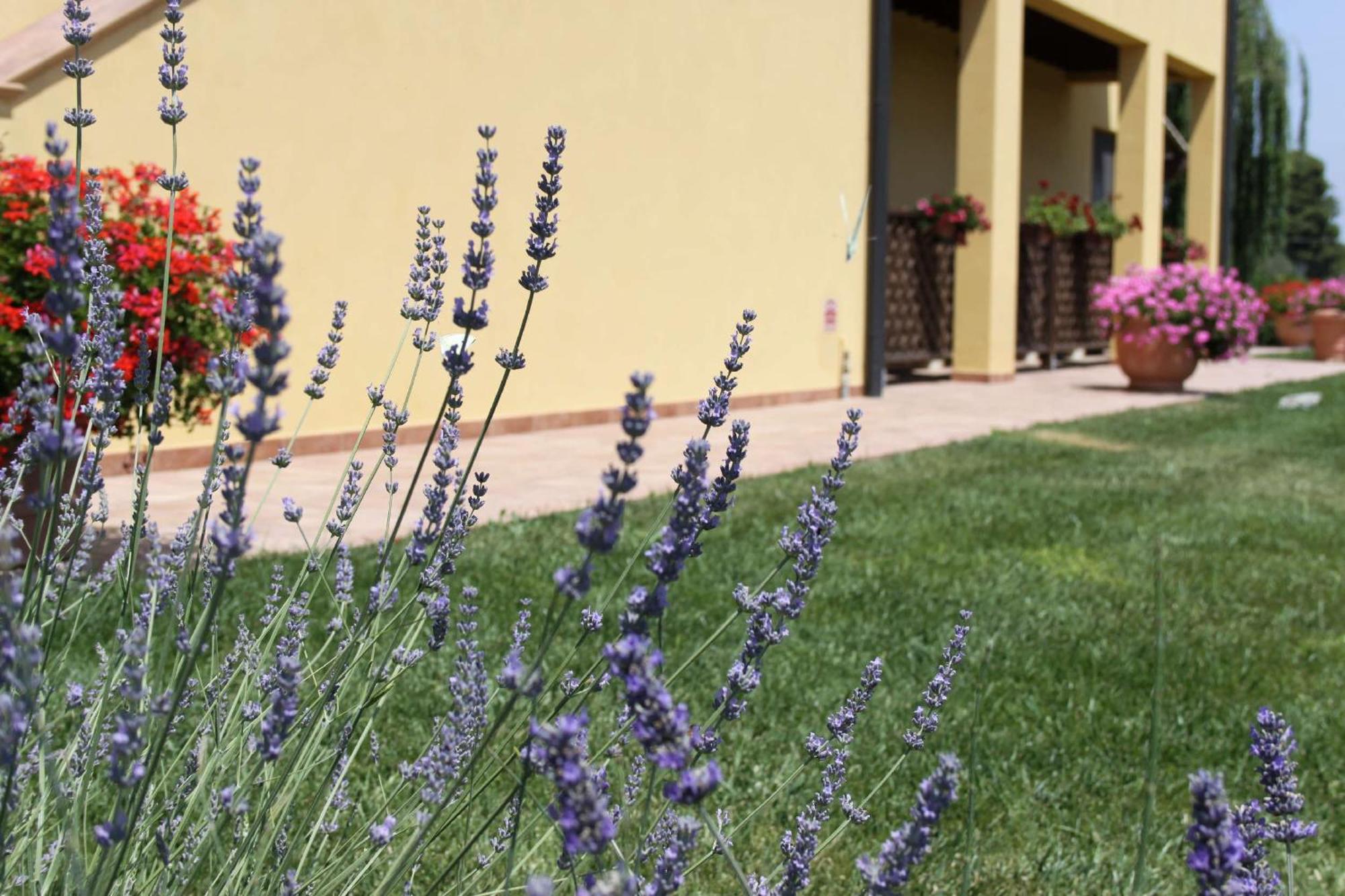 Podere Tre Cipressi Aparthotel Campiglia Marittima Exteriör bild